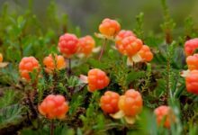 cloudberry