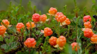 cloudberry